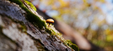 Una foto de un hongo pequeño tomada desde una posición cercana y baja. El enfoque está en el hongo y hay un hermoso bokeh fundido en el fondo